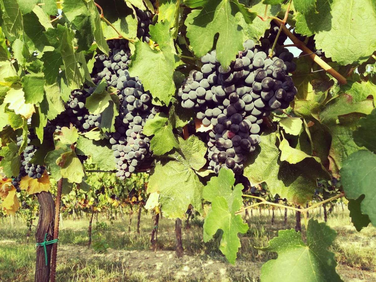 Tenuta I Musi Lunghi Lesignano de' Bagni Екстериор снимка